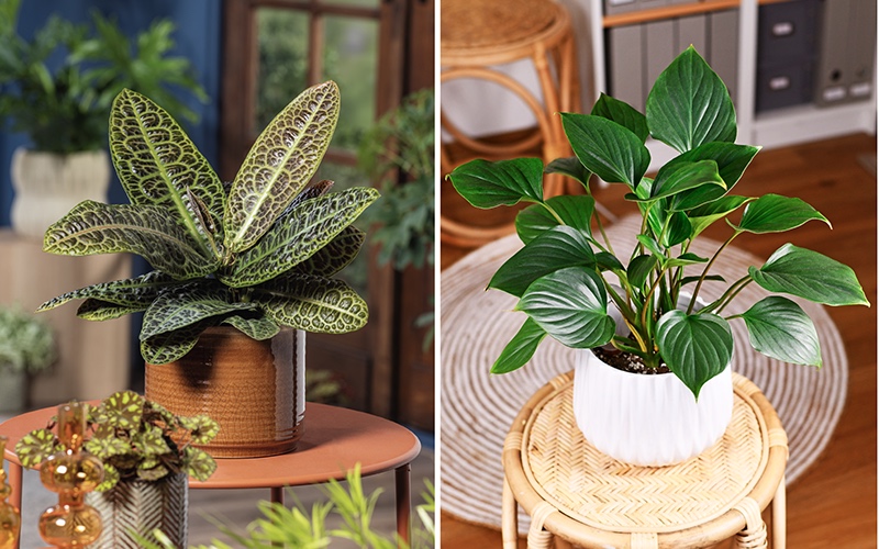 Plantas verdes de colección